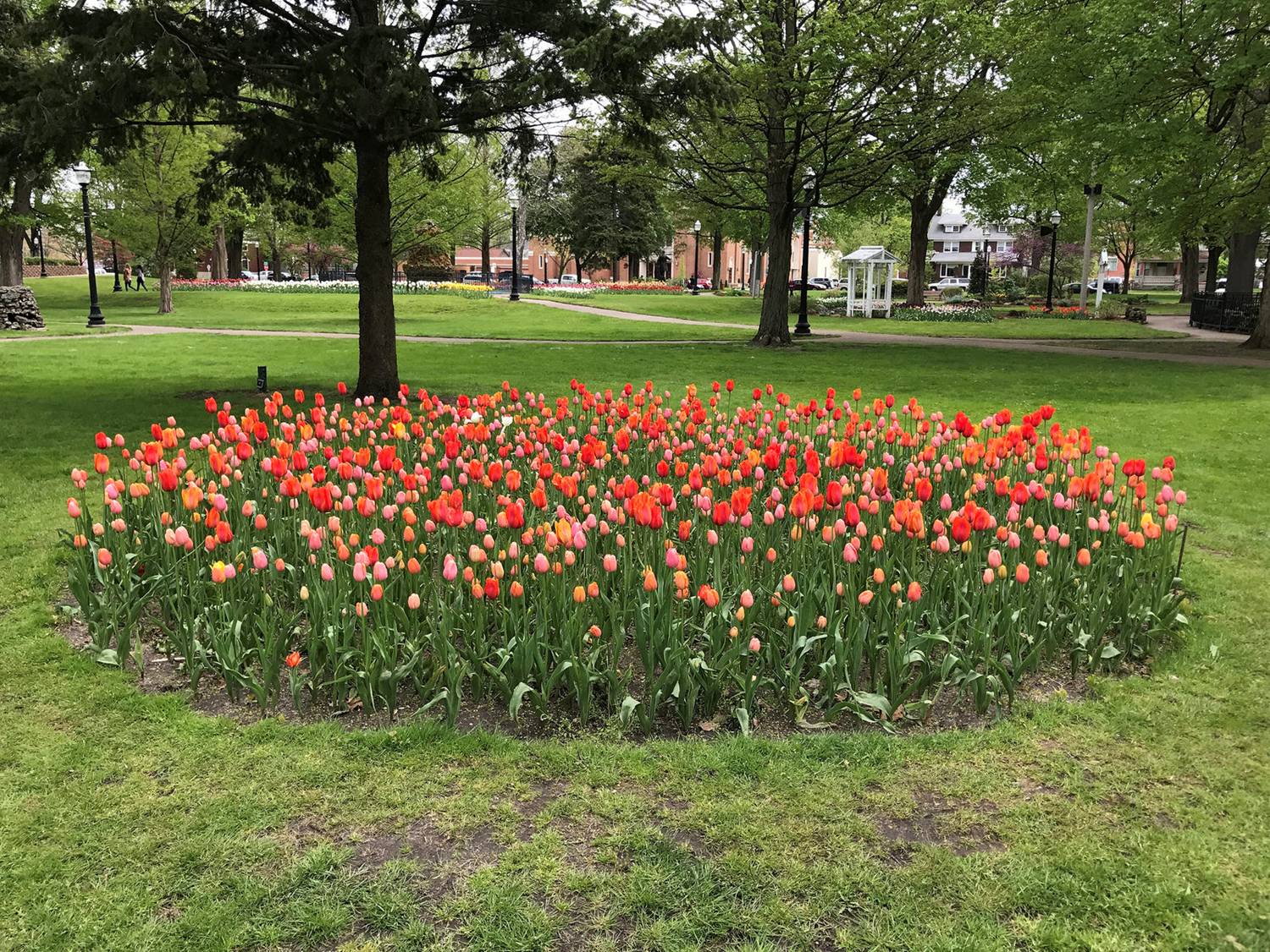 Tulip Time in Centennial Park, Holland, MI