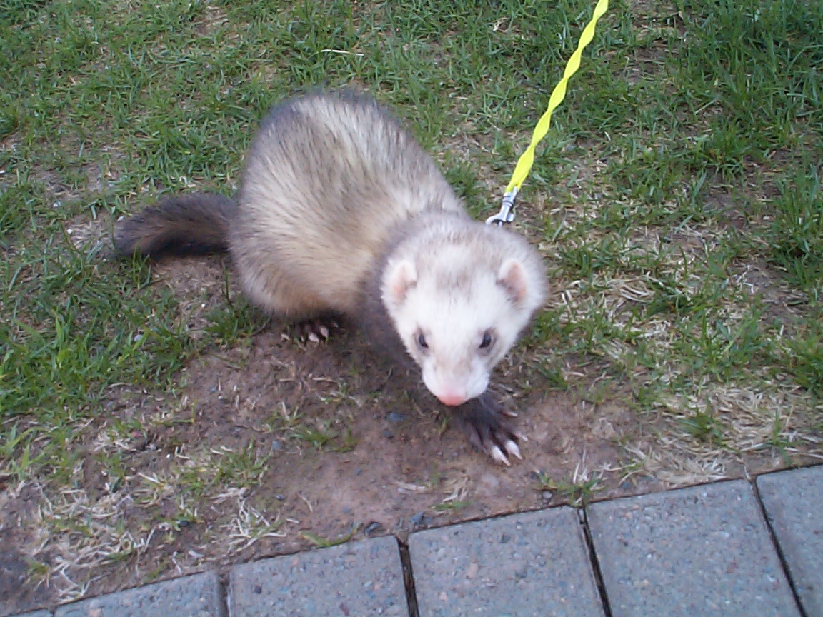ferret called Fudge, from Critters