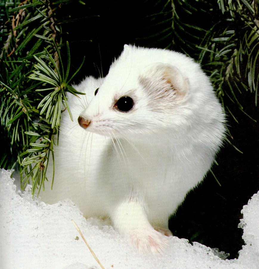 ermine/winter weasel